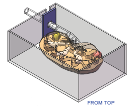 FIGURE3-KIDNEY-FROM-TOP