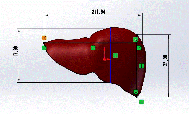 FIGURE3-Liver-Dimensions-mm.gif