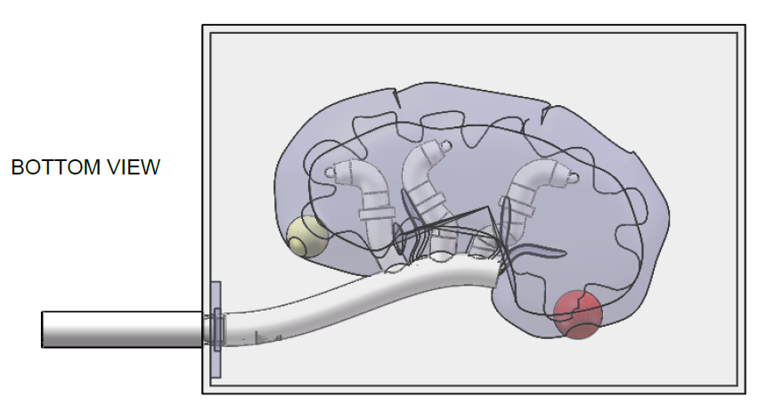FIGURE6-KIDNEY-BOTTOM-VIEW